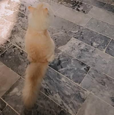 urgent  for sale cat