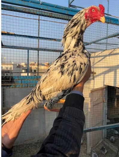 pure Aseel mourgy mourgiya