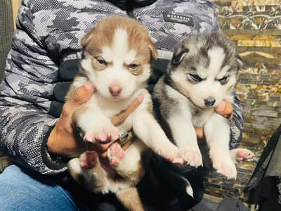 Husky puppies
