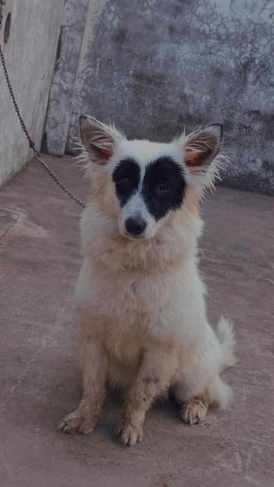 I sale this dog this is a male dog and age 8 months