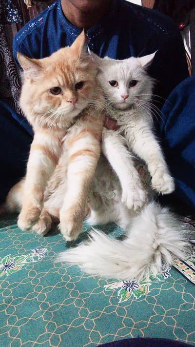 cats pair