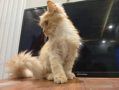 pair of Persian cat for selling