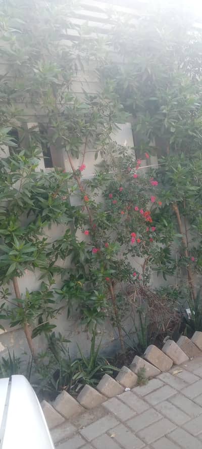 white shalwar kameez  cloth