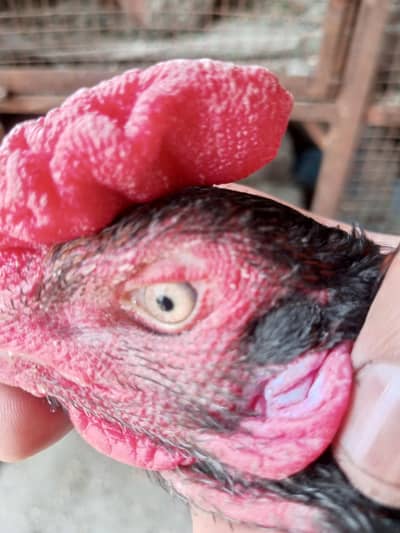 03204093025whatsapp number hay