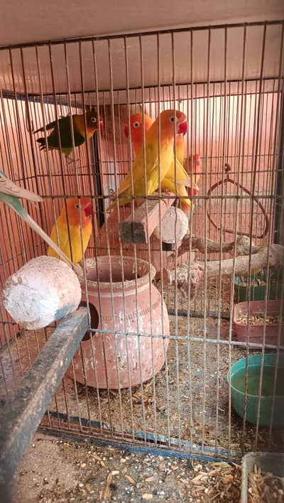 fisher love birds with 6 portion cage for sale