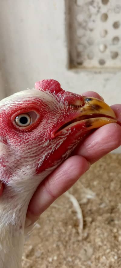 White shamo quality female