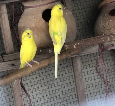 Austalian Bugies lotino Male full size