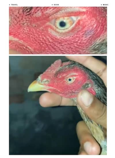 2200||Aseel high quality female