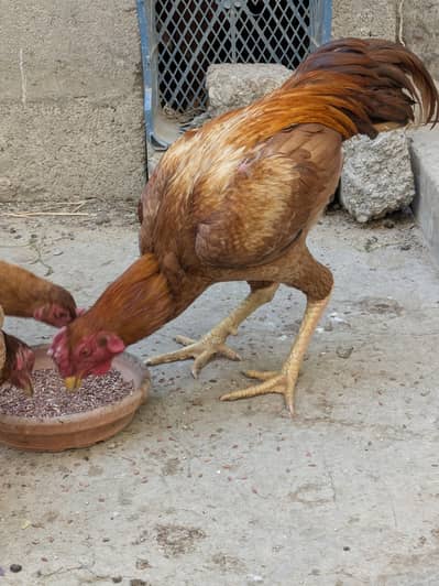 Aseel murgai 03195943144