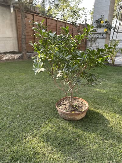 Bonsai For Sale