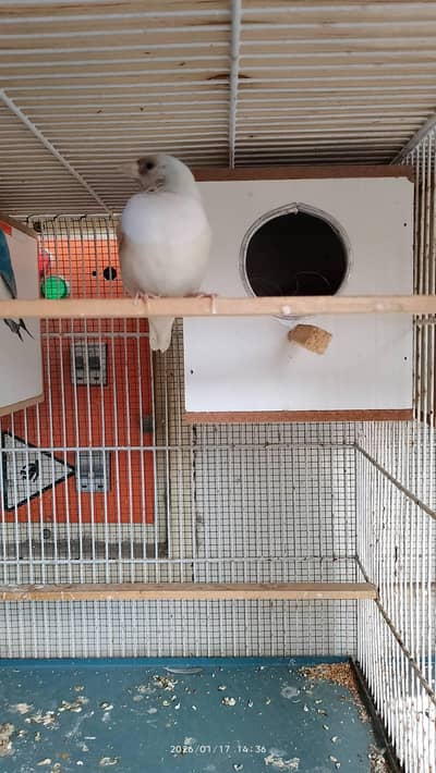 lady gouldian for sale