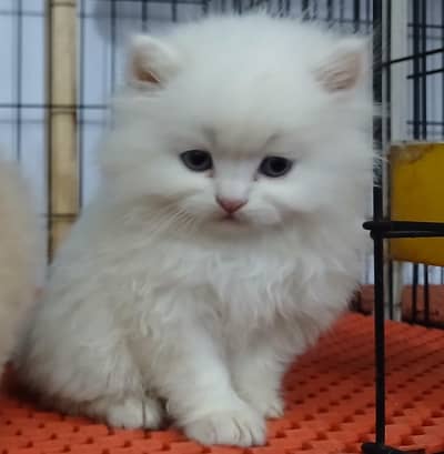 Persian kitten | double long coated hair | fluffy kitten for sale