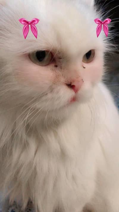 Persian Cat for Sale