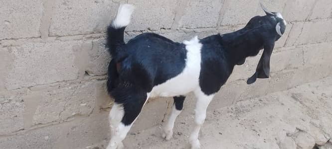 Qurbani 2026 K liye Jori