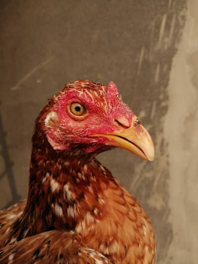 Cage /pinjra/thai aseel pair /brooder /heater /dasi hen