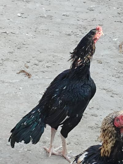 mushka aseel mianwali