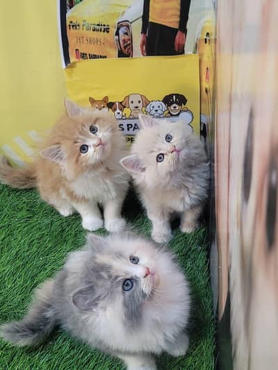 pure Persian bicolor or fawn kittens available