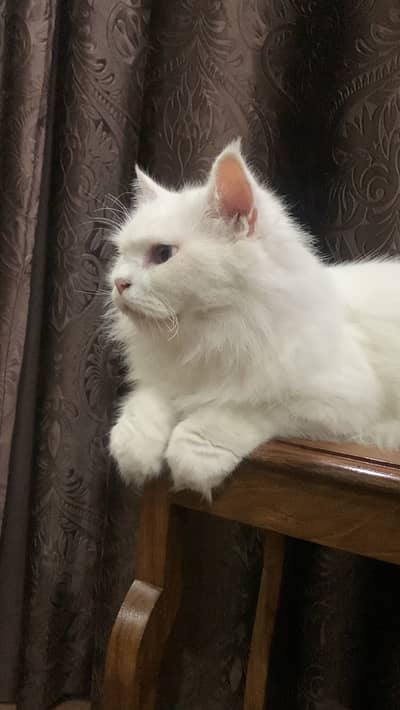 Semi Punch Female Cat