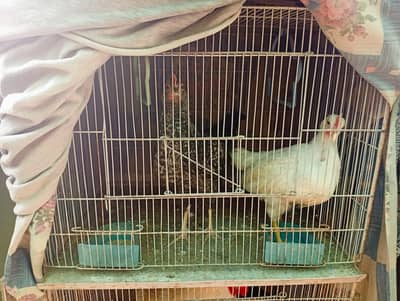 Desi and farmi chicks