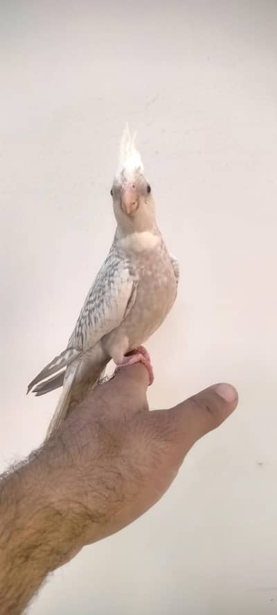 hand tame bird