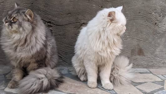 2 nu male ha AK ka Sath change krna ha female chahia AK exchange