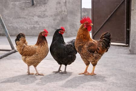 1 murga Desi +2 Desi Murgi Eggs Wali