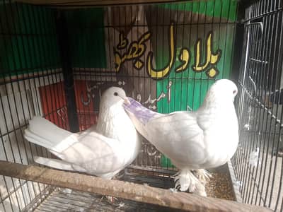 Breeder Sherazi Pair