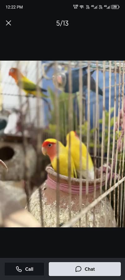 full healthy or active female ha Fisher female