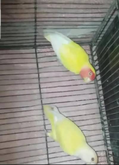 lovebird breeder pair
