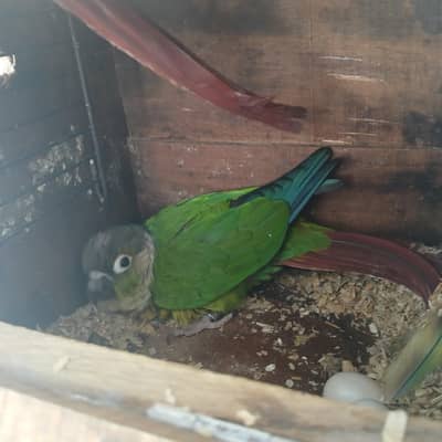 yellow sided dna pair for sale