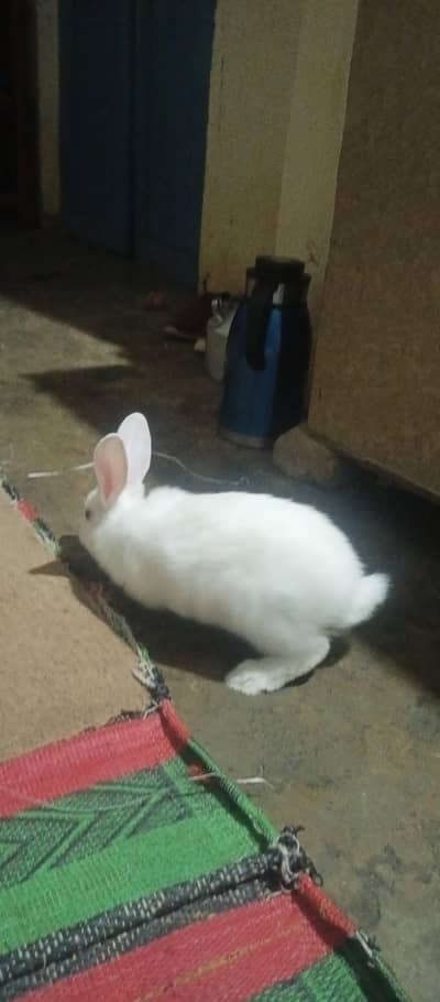 New Zealand white rabbit big rabbit  pair