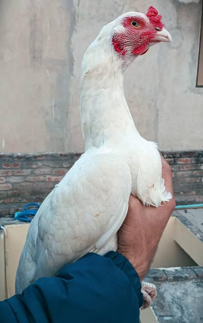 I want to sale my pure paper white Heera aseel female