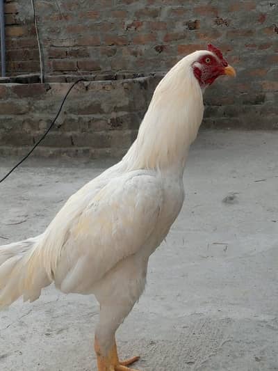 Aseel murgha for sale