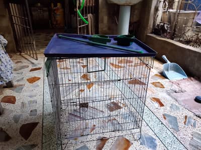 Birds Cage