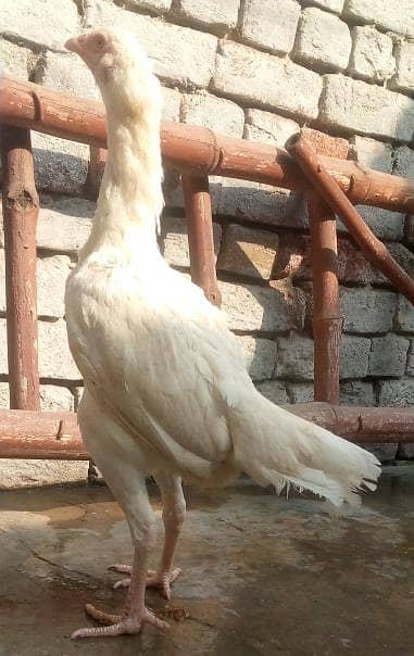 paper white heera breeder  female