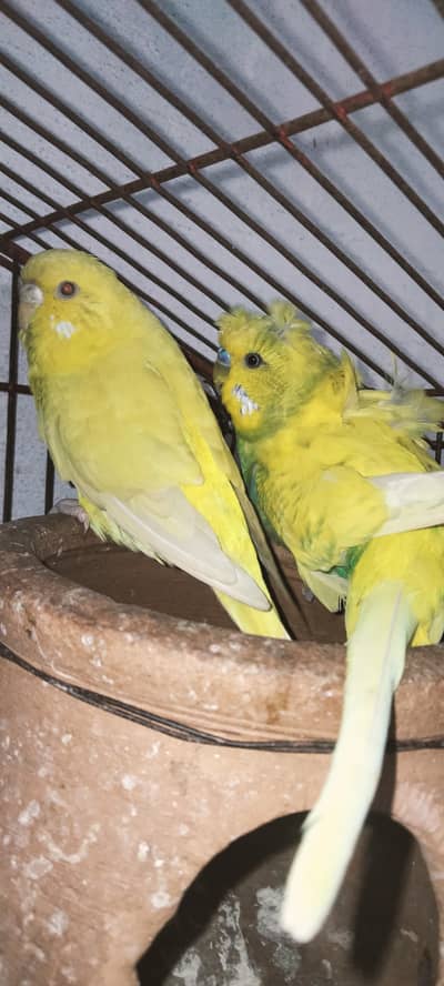 Breeder Pair Crusted Male and Red Eyes Female