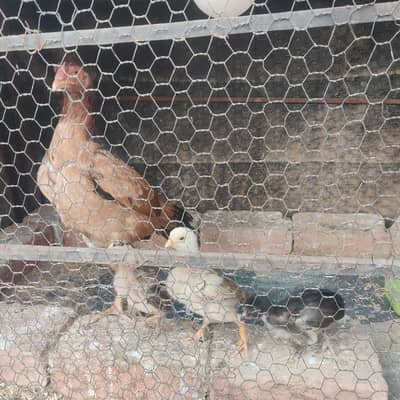 three chiks and hen mianwali pure