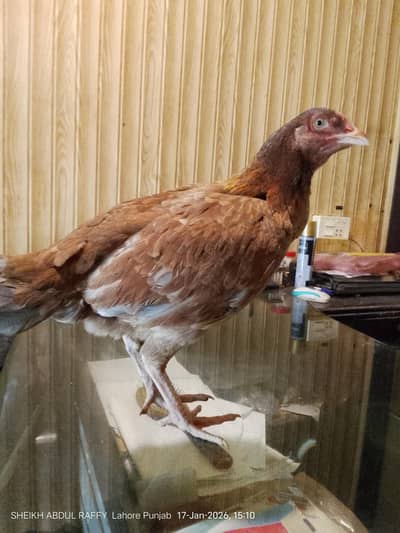 Aseel mianwali female available