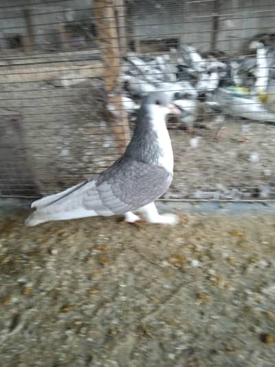 سلور شیرازی دو عدد میل بالکل تندرست توانا