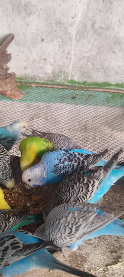 Budgie Parrot High Quality - Home Bread- Colony Birds