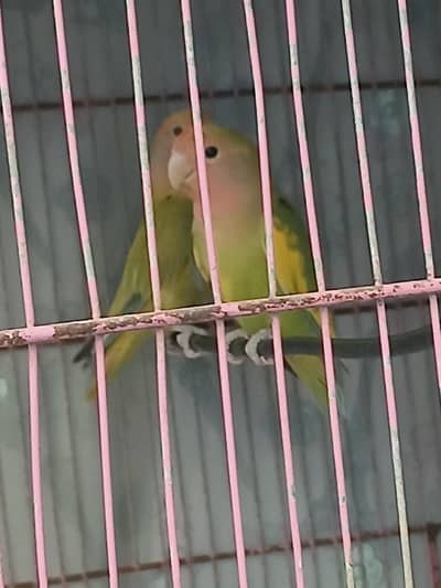 Fist time breeder pair