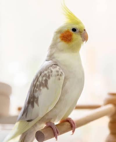 Required Cocktail Breader pair