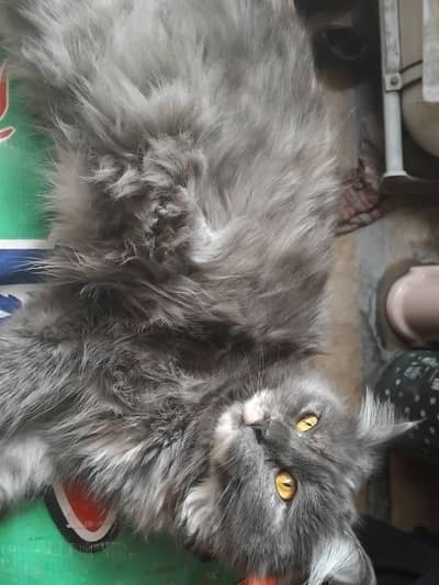 persion cat female for sale