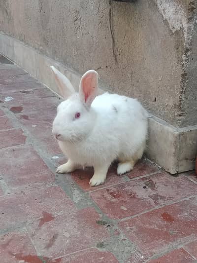 Male Rabbit For Sale