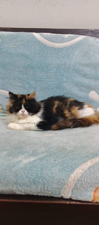 Persian female calico kitten for sale