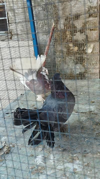 Laka kabooter/sentinent breeder pair