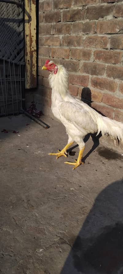 Shamo male for sale