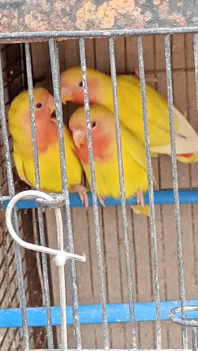 FELLOW & RED EYE PAIRS AVAILABLE FOR SALE.