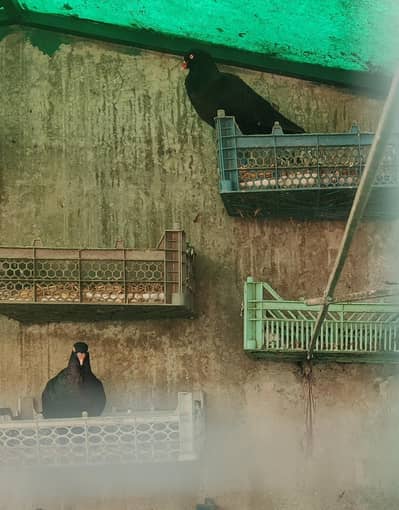 Male Danish Pigeon Kabutar