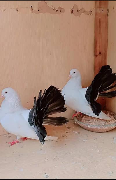 black tail and qasid peigon